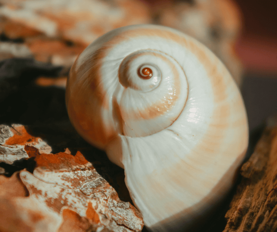 Fibonacci bukan hanya soal golden rasio saja